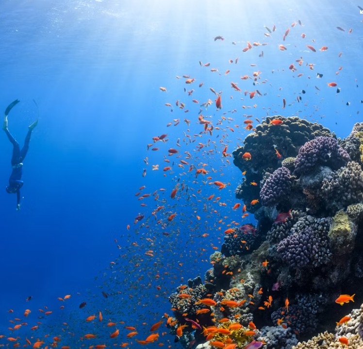 Diving 2